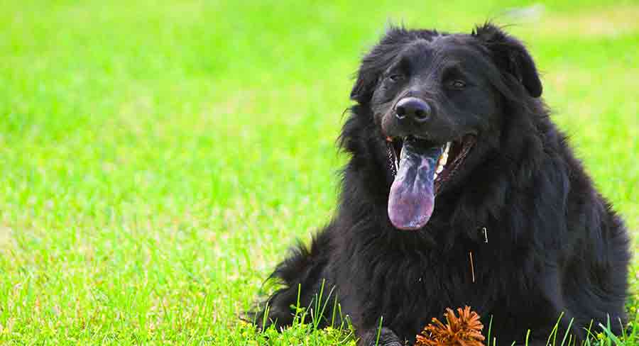 black chow husky mix