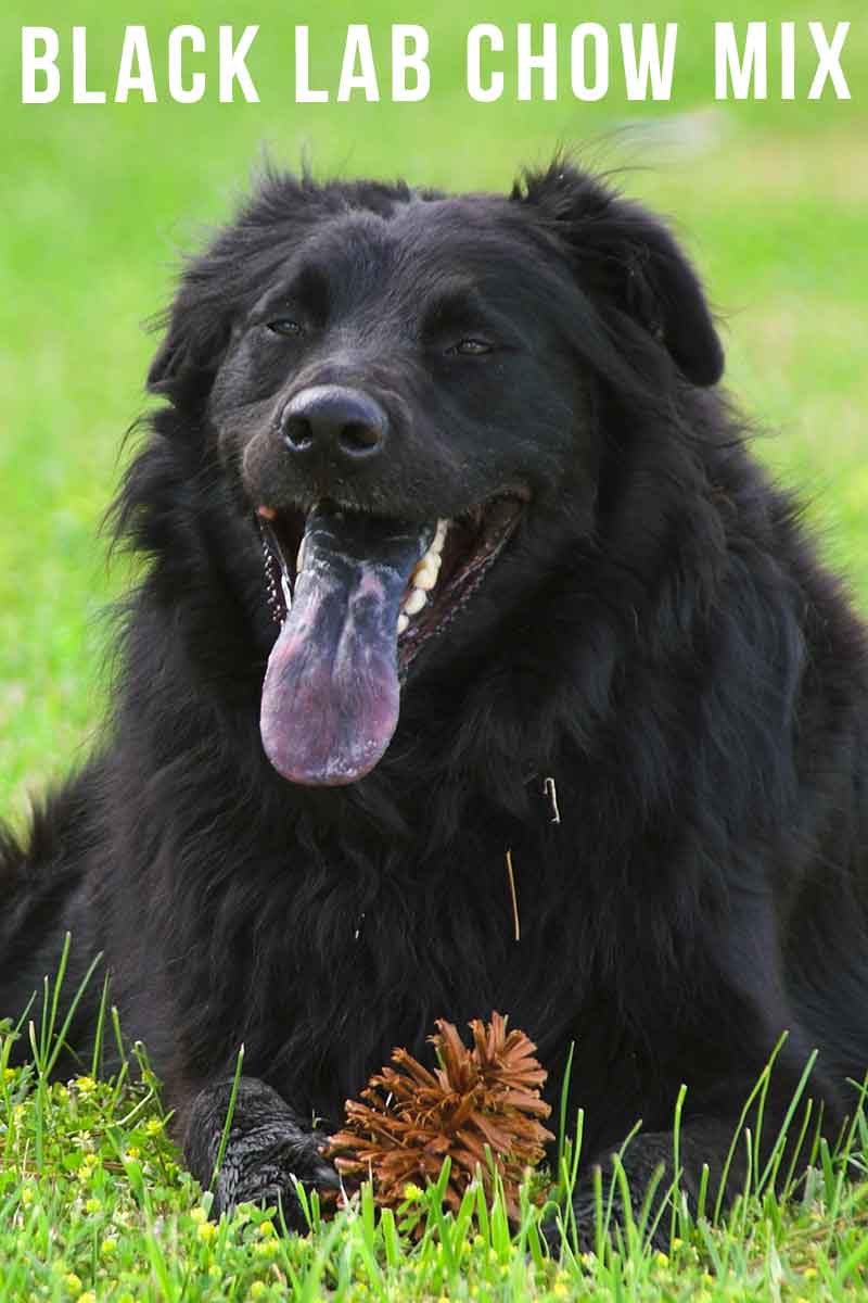 black chow husky mix