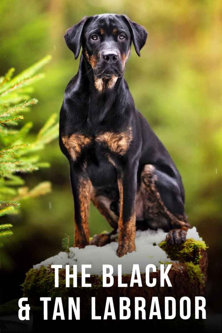 Black and Tan Lab A Complete Guide To Black and Tan Labradors