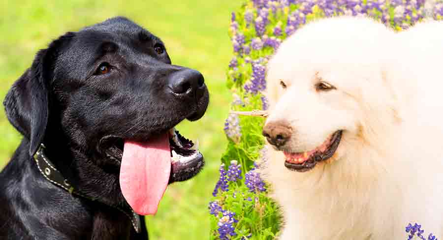 Alabama fuzzy smertestillende medicin Great Pyrenees Black Lab Mix - Is This Mix Fabulous, Or A Flop?