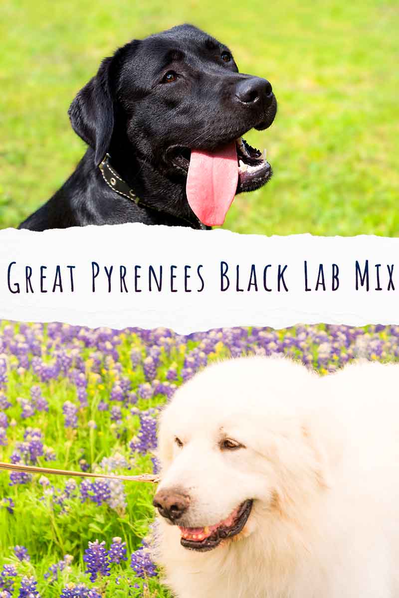 great pyrenees black lab mix