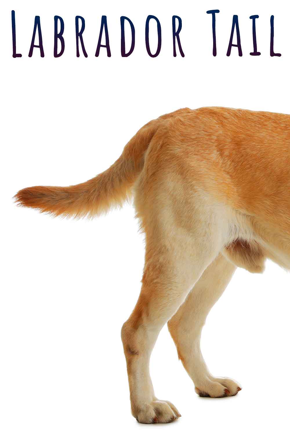 labrador tail