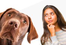 pros and cons of neutering a labrador