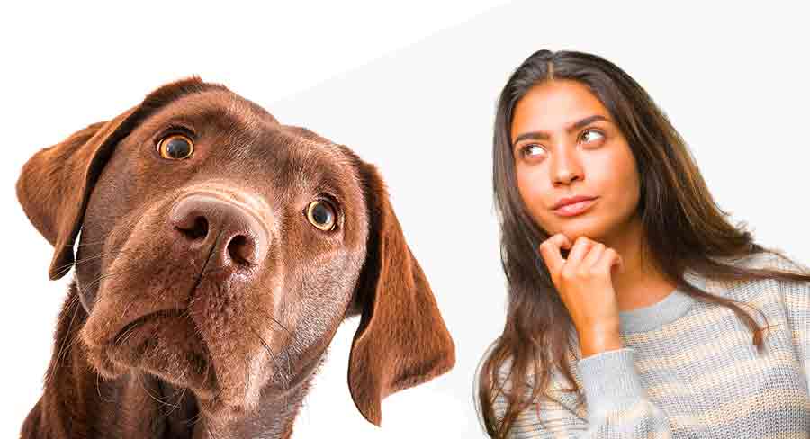 pros and cons of neutering a labrador