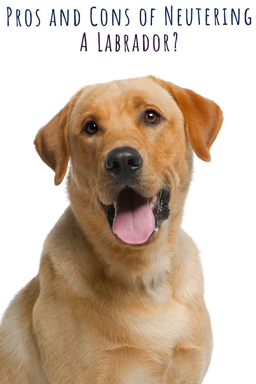 pros and cons of neutering a labrador