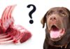 can dogs eat lamb bones