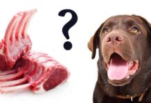 can dogs eat lamb bones