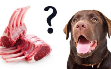 can dogs eat lamb bones