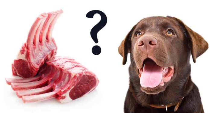 can dogs eat lamb bones