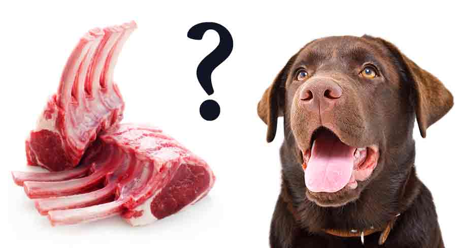 can you give lamb bones to dogs