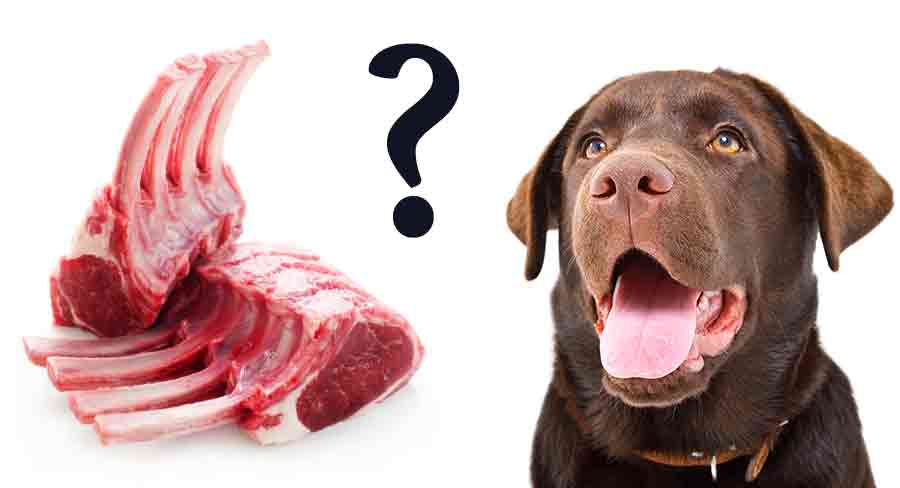 Can Dogs Eat Cooked Lamb Bones Pet Help Reviews UK