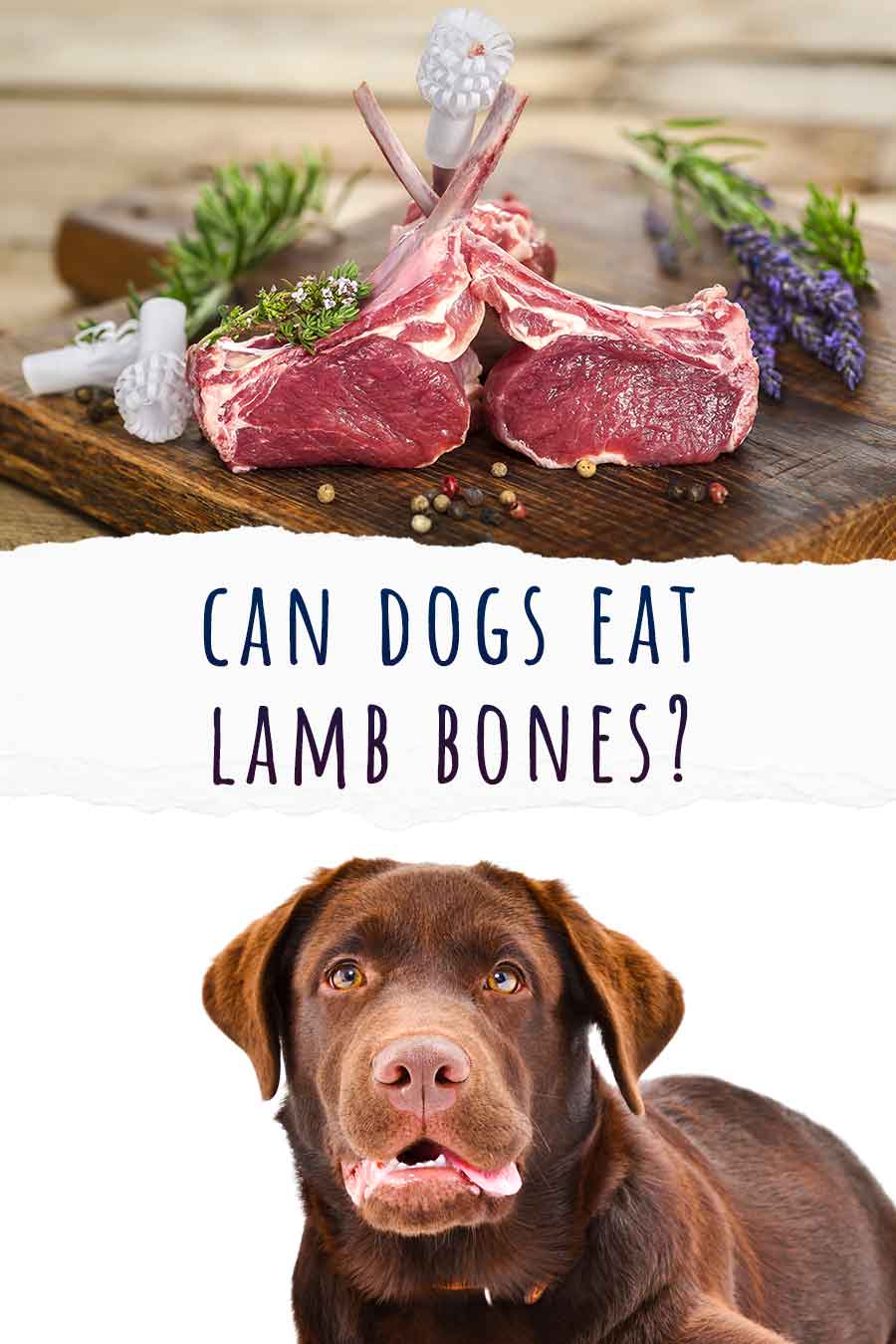 can dogs eat lamb bones
