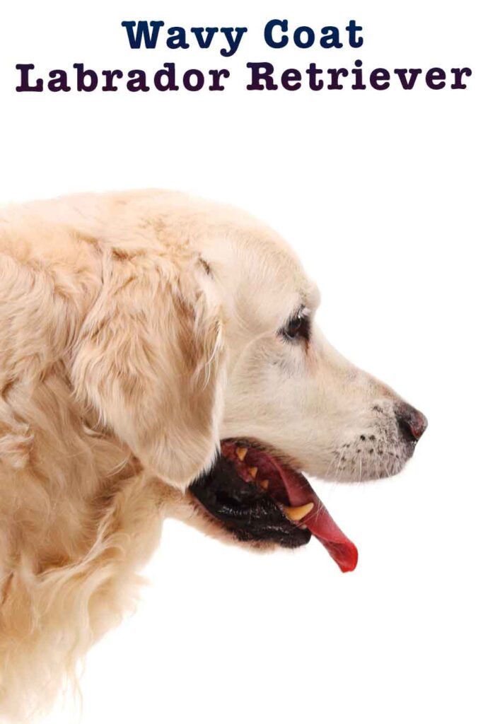 Wavy Coat Labrador Retriever Can Purebred Labs Have Wavy Fur?