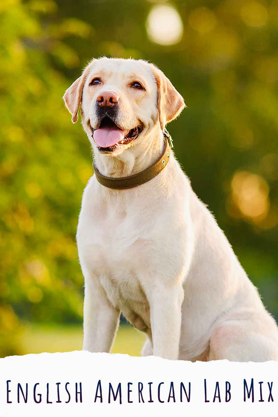 what is the difference between an english lab and an american lab