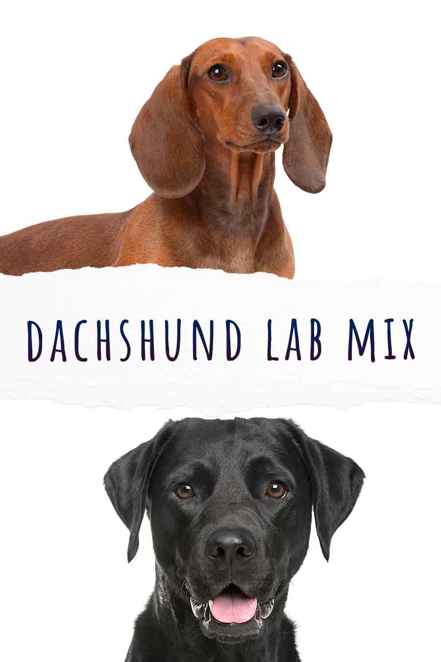 dachshund lab mix