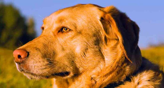fluffy labrador