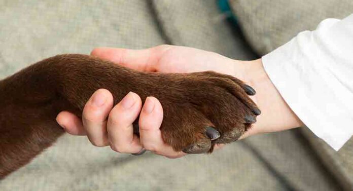 labrador paws