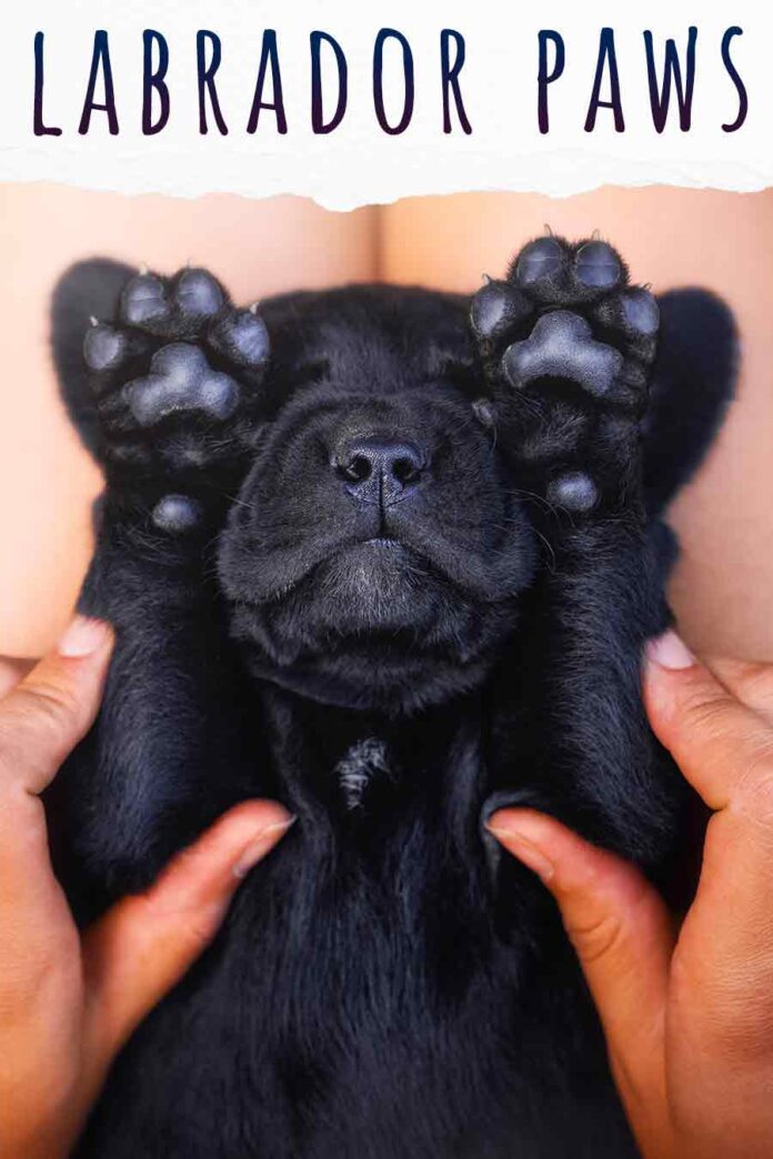 Labrador Paws A Complete Guide To Labrador Retriever Paws