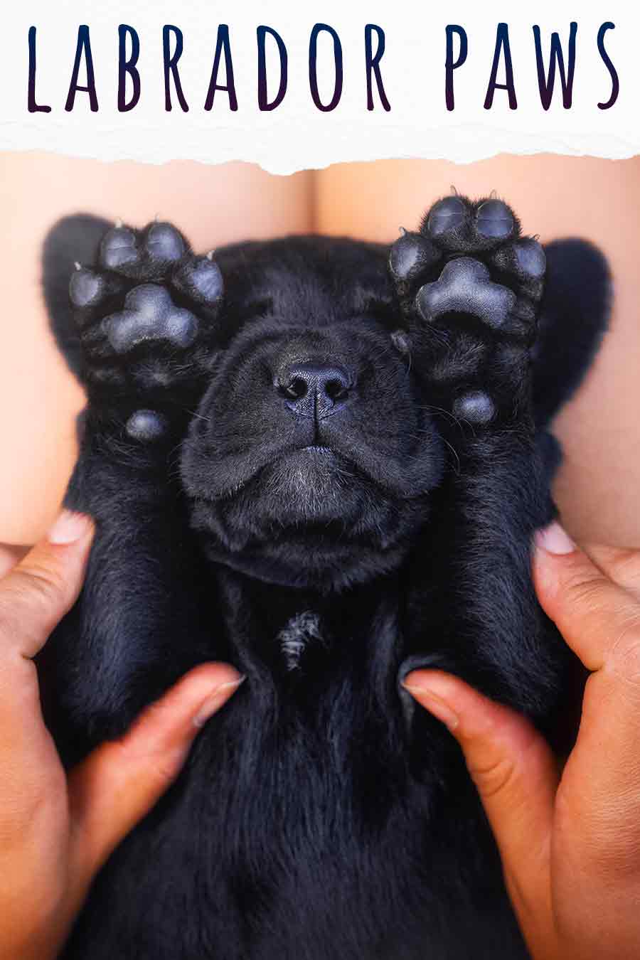 Labrador Paws - A Complete To Labrador