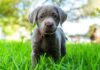 silver lab names