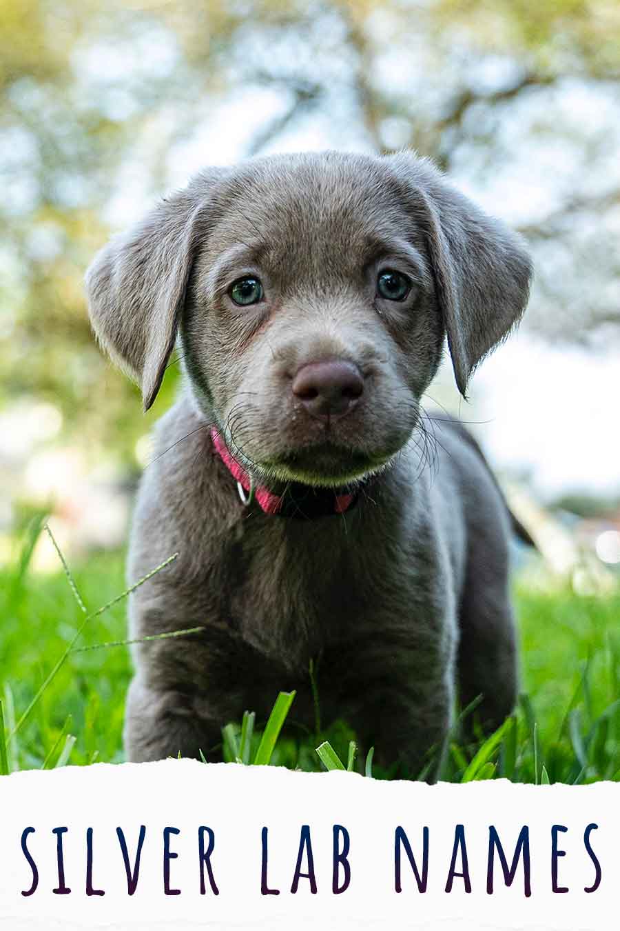 silver lab names