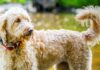 f1b labradoodle