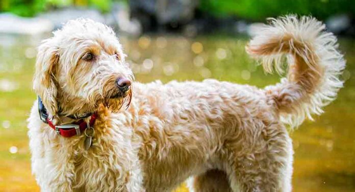 f1b labradoodle