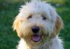 goldendoodle labradoodle