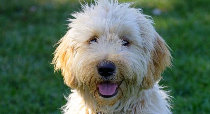 goldendoodle labradoodle