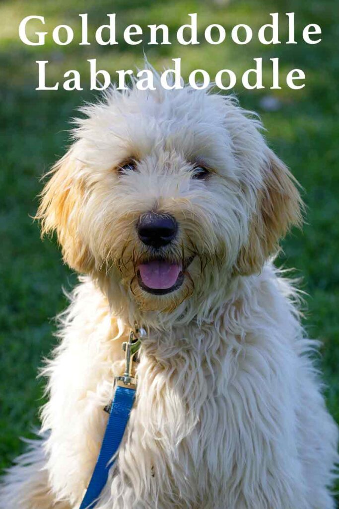 goldendoodle labradoodle