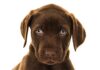 chocolate lab with blue eyes