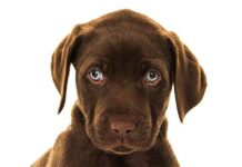chocolate lab with blue eyes