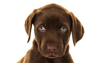 chocolate lab with blue eyes