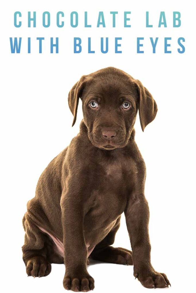 chocolate lab with blue eyes
