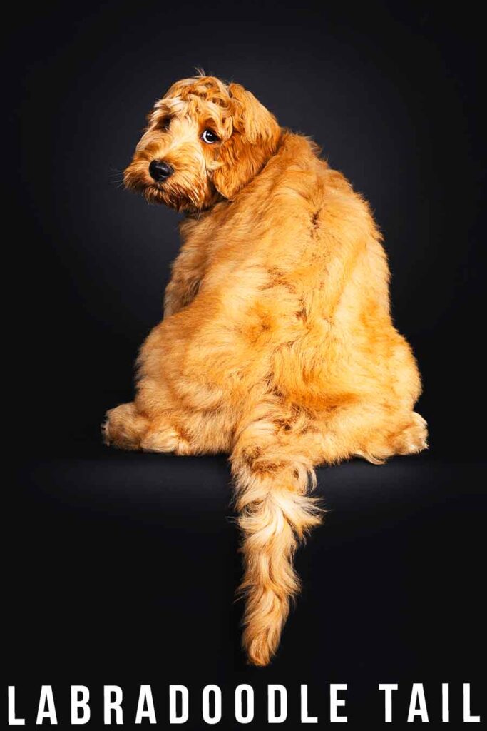 labradoodle tail