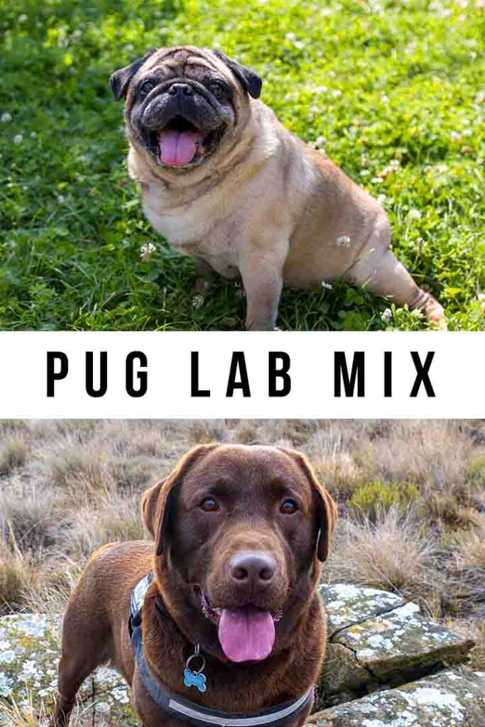 pug lab mix