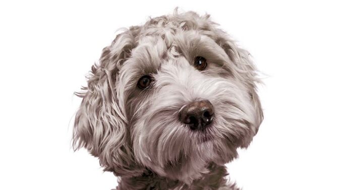 silver labradoodle