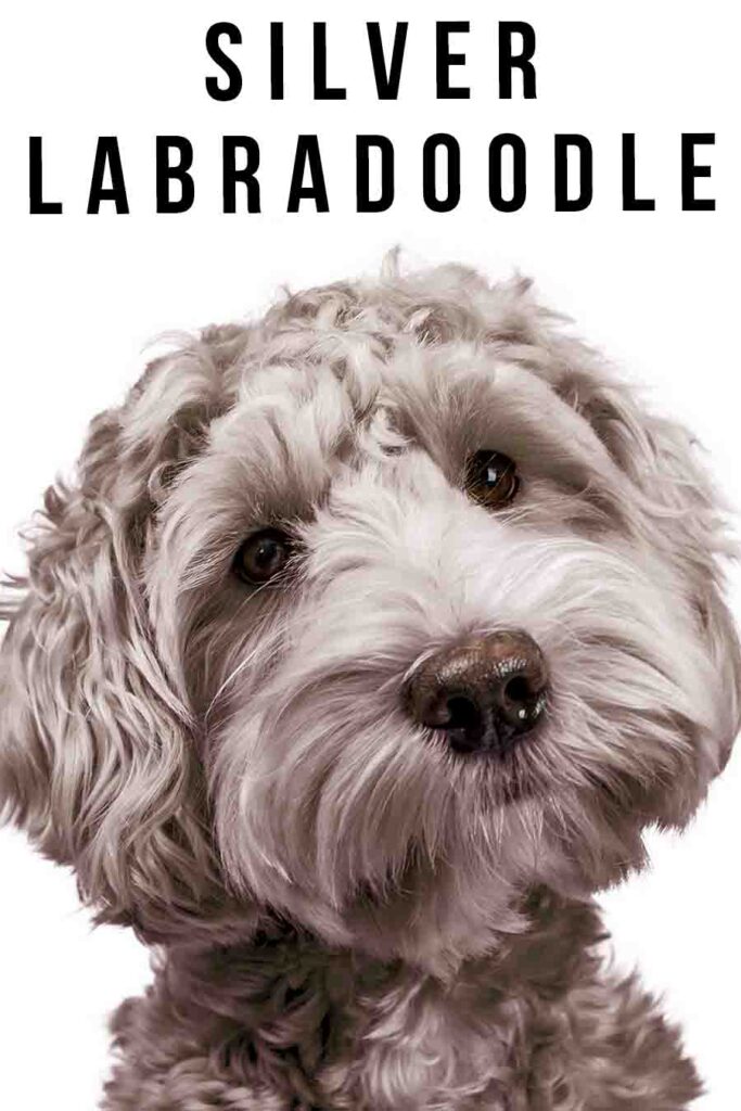 silver labradoodle