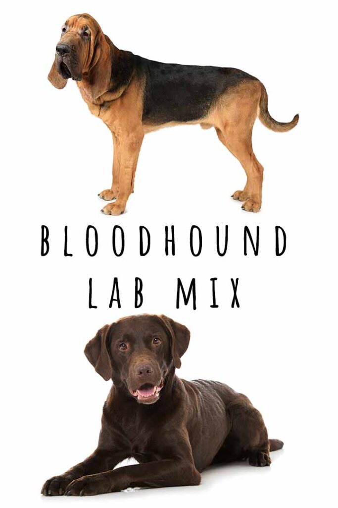 bloodhound lab mix