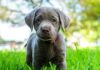 blue labrador