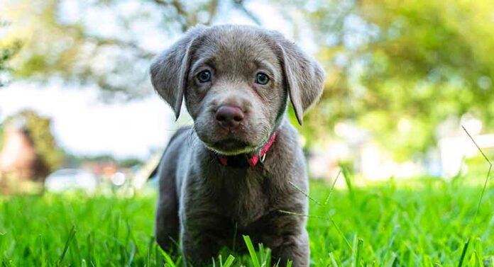 blue labrador