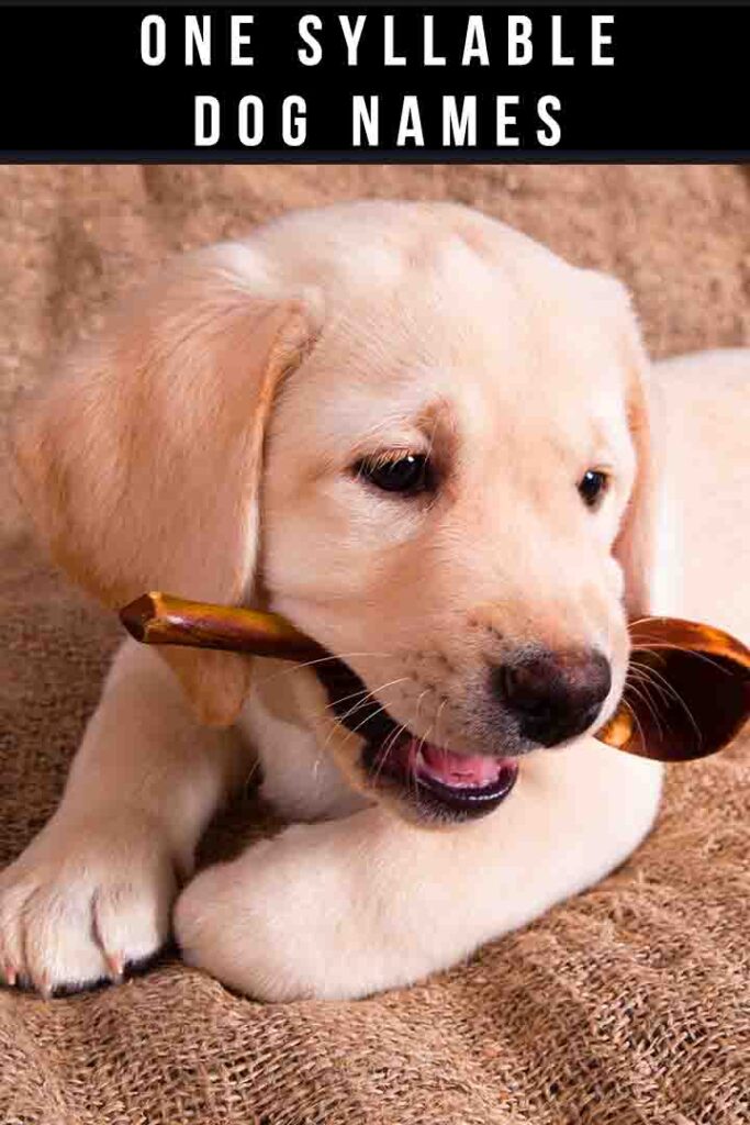 one syllable dog names