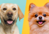 pomeranian lab mix