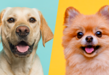 pomeranian lab mix