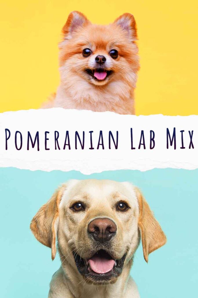 pomeranian lab mix