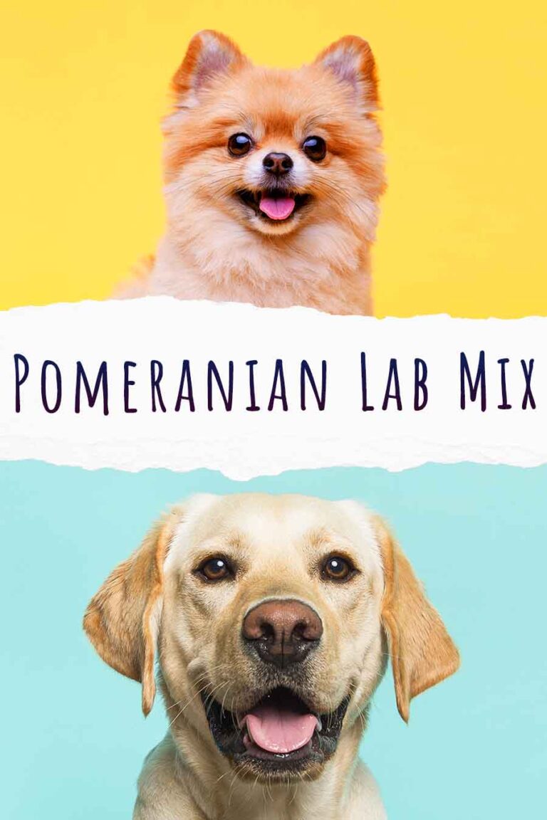 Pomeranian Lab Mix Is This Crazy Cross Even Possible?