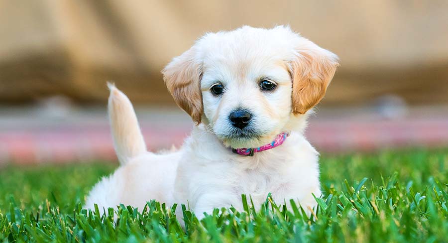 Teacup yellow hot sale lab