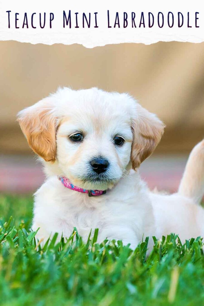 teacup mini labradoodle