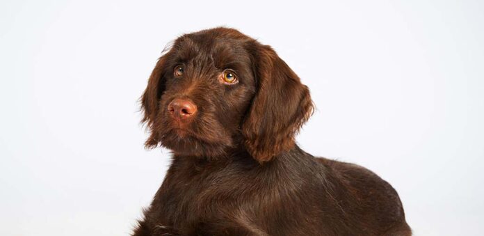 flat coated labradoodle