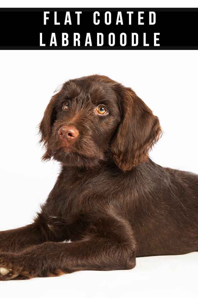 flat coated labradoodle